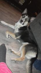 Lost Female Dog last seen Hollywood and O'Neal, Pueblo, CO 81005