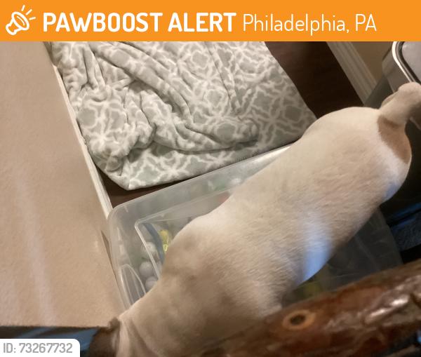 Found/Stray Male Dog last seen W. Adams, Philadelphia, PA 19122