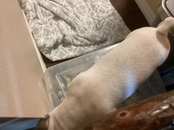 Found/Stray Male Dog last seen W. Adams, Philadelphia, PA 19122