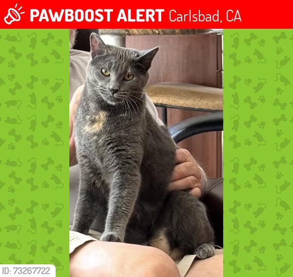 Lost Female Cat last seen West Point Dr, Carlsbad, CA 92008