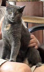 Lost Female Cat last seen West Point Dr, Carlsbad, CA 92008