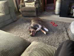 Lost Male Dog last seen Woodrow ave and w Washington street, Indianapolis, IN 46241