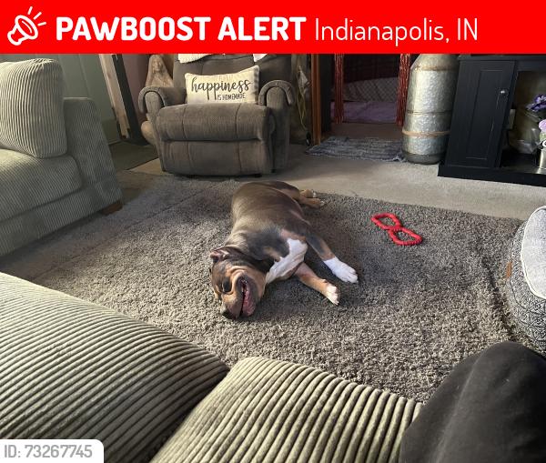 Lost Male Dog last seen Woodrow ave and w Washington street, Indianapolis, IN 46241