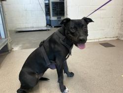 Shelter Stray Female Dog last seen SYCAMORE AND MERRILL, 333 Chandler Pl, San Bernardino, CA 92408, USA
