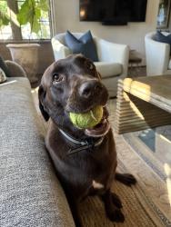 Lost Female Dog last seen Near CVS Crestline village Bham AL, Birmingham, AL 35213