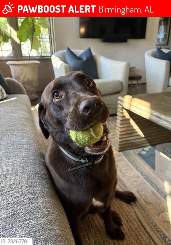 Lost Female Dog last seen Near CVS Crestline village Bham AL, Birmingham, AL 35213
