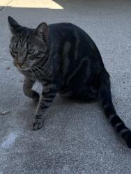 Found/Stray Unknown Cat last seen Hatton Ct, Roseville, CA 95747