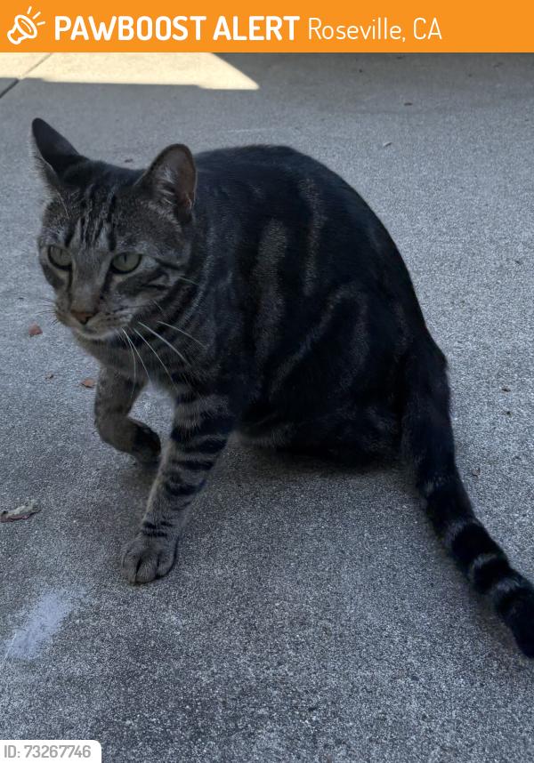 Found/Stray Unknown Cat last seen Hatton Ct, Roseville, CA 95747