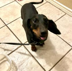 Reunited Male Dog last seen Cedar Elm Dr, McKinney, TX 75070, USA, McKinney, TX 75070