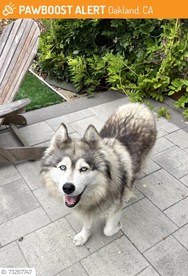 Found/Stray Female Dog last seen Bancroft near 98th, Oakland, CA 94612