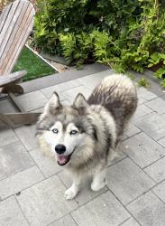 Found/Stray Female Dog last seen Bancroft near 98th, Oakland, CA 94612