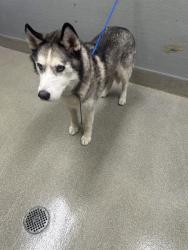 Shelter Stray Male Dog last seen Near BLOCK WHITE ST, NORTH LAS VEGAS NV 89030, 655 N Mojave Rd, Las Vegas, NV 89101, USA