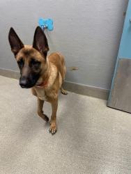 Shelter Stray Male Dog last seen FREMONT ST & E CHARLESTON BLVD, 655 N Mojave Rd, Las Vegas, NV 89101, USA