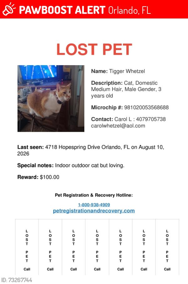Lost Male Cat last seen Suburban and Hopespring Drive Orlando FL 32829, Orlando, FL 32829