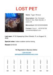 Lost Male Cat last seen Suburban and Hopespring Drive Orlando FL 32829, Orlando, FL 32829