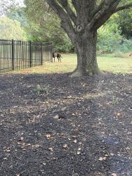 Found/Stray Male Dog last seen Deep valley rd & Rush Springs Ct, Summerfield, NC 27358