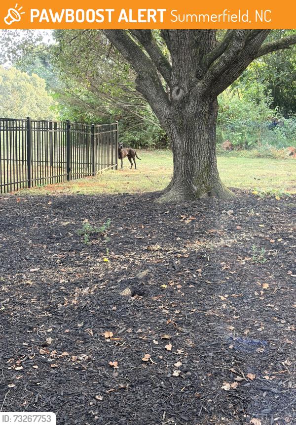 Found/Stray Male Dog last seen Deep valley rd & Rush Springs Ct, Summerfield, NC 27358