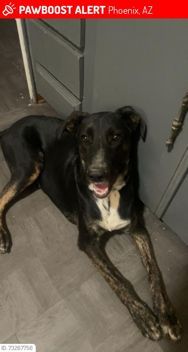 Lost Male Dog last seen 24th St & Baseline Rd, Phoenix, AZ 85042
