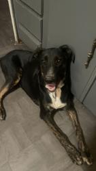 Lost Male Dog last seen 24th St & Baseline Rd, Phoenix, AZ 85042
