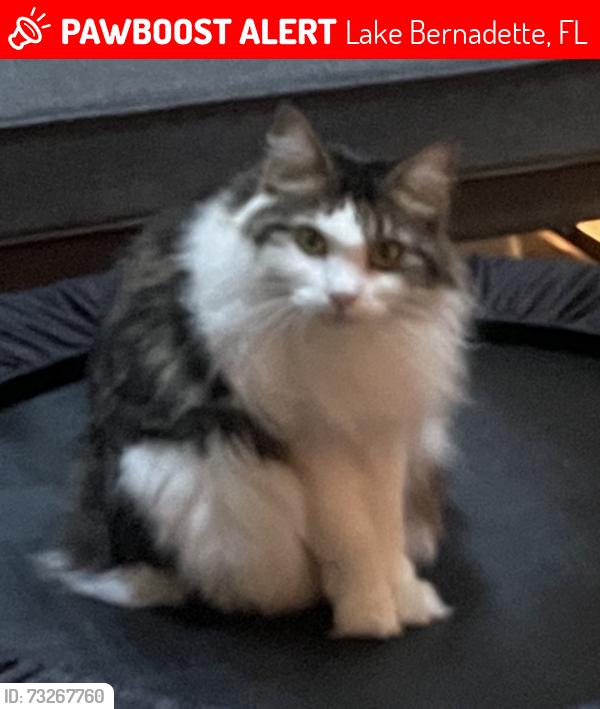 Lost Female Cat last seen Lochmead terrace, Lake Bernadette, FL 33541