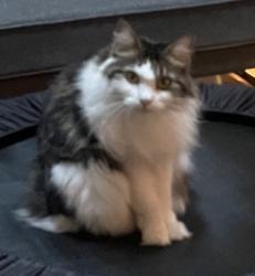 Lost Female Cat last seen Lochmead terrace, Lake Bernadette, FL 33541