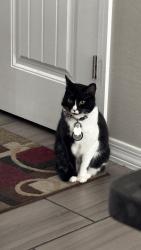 Lost Female Cat last seen sgt jesus roberto vásquez usmc park, El Paso, TX 79938