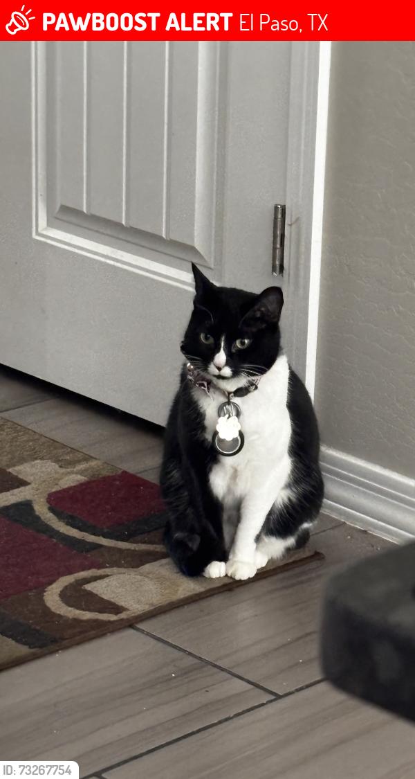 Lost Female Cat last seen sgt jesus roberto vásquez usmc park, El Paso, TX 79938