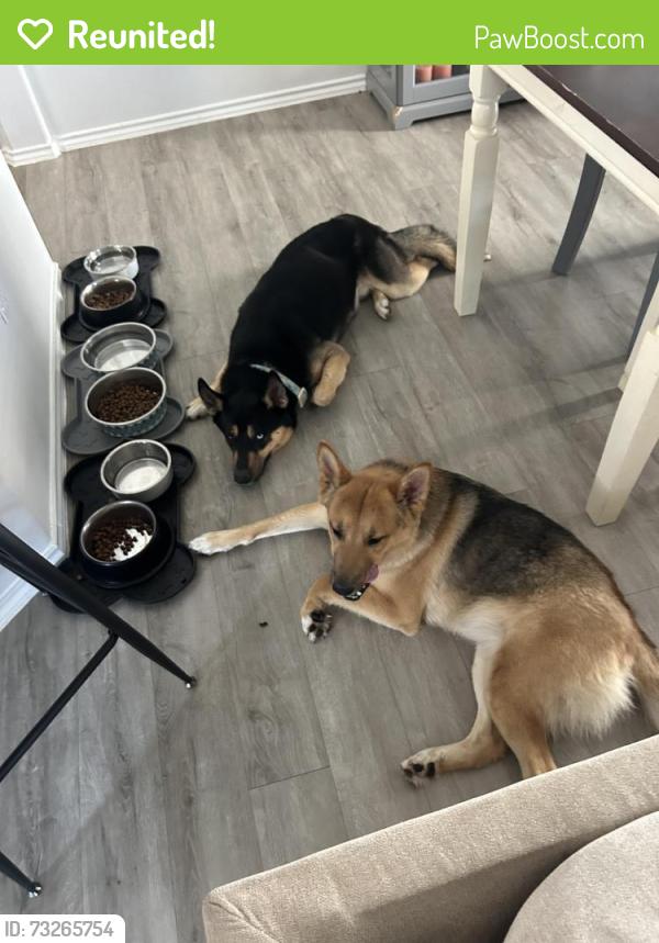 Reunited Male Dog last seen Cypresswood, Spring, TX 77373