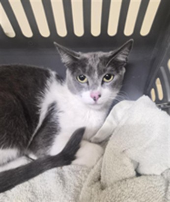 Shelter Stray Female Cat last seen LANDON AVE, 1950 Stevenson Blvd, Fremont, CA 94538, USA