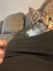 Lost Female Cat last seen Shrader rd, Laurel, VA 23294