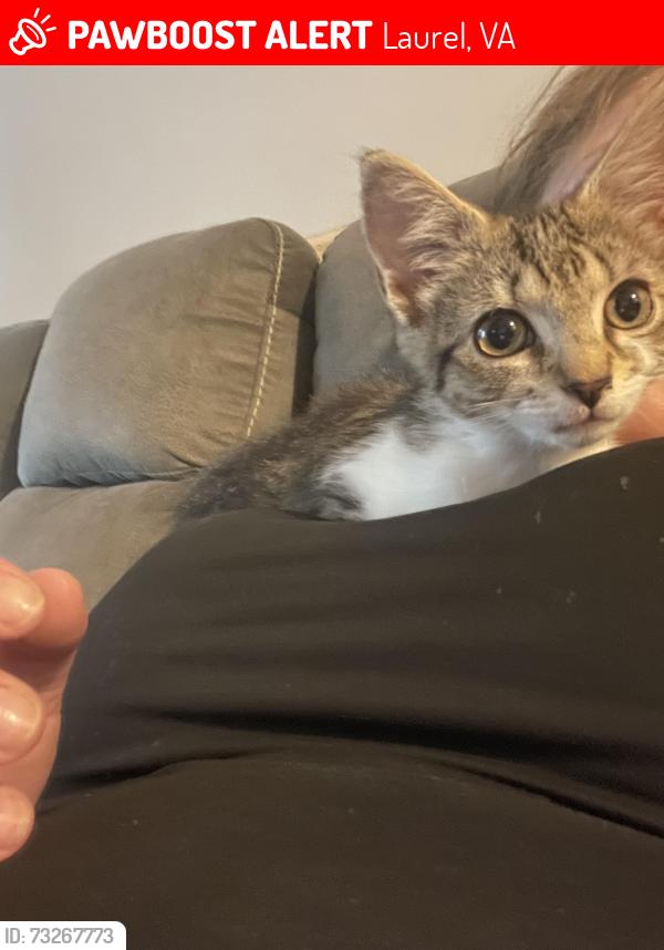 Lost Female Cat last seen Shrader rd, Laurel, VA 23294
