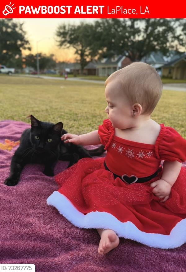 Lost Male Cat last seen River forest, LaPlace, LA 70068