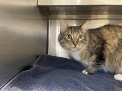 Shelter Stray Female Cat last seen , 11232 B Ave, Auburn, CA 95603, USA