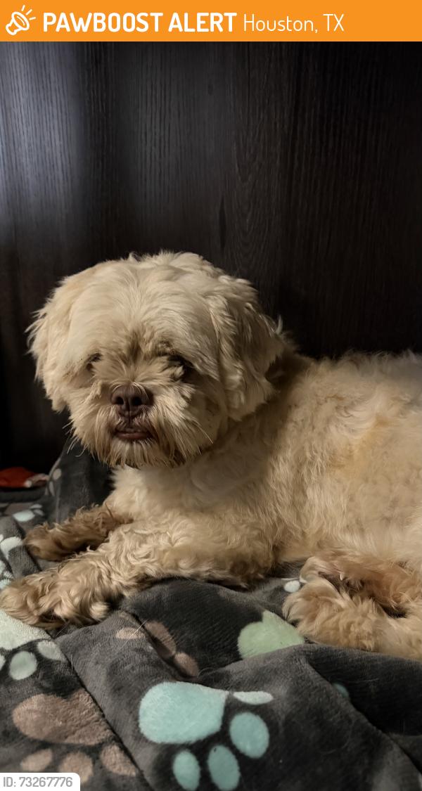 Found/Stray Male Dog last seen W ridge creek drive, Houston, TX 77053