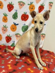 Shelter Stray Female Dog last seen , 38550 Sierra Hwy, Palmdale, CA 93550, USA