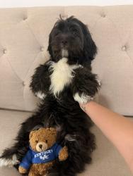 Lost Male Dog last seen Near Garda Drive, Louisville, KY 40219