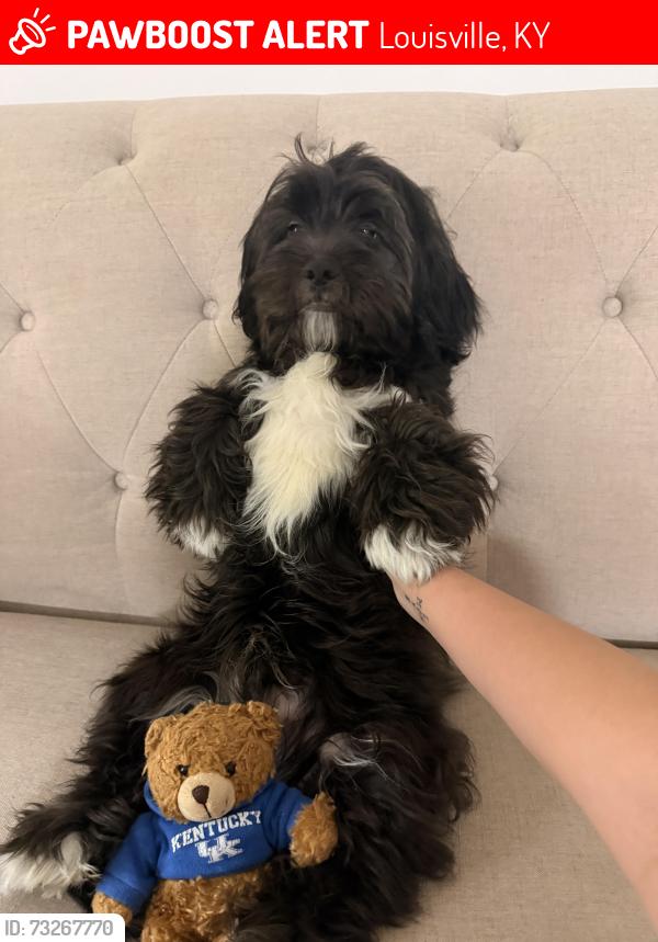 Lost Male Dog last seen Near Garda Drive, Louisville, KY 40219