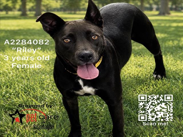 Shelter Stray Female Dog last seen , 3201 Lacy St, Los Angeles, CA 90031, USA