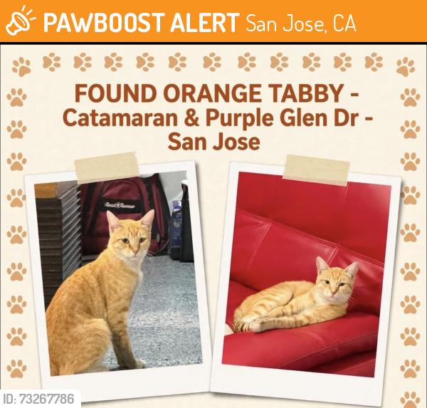 Found/Stray Unknown Cat last seen Stratford school, San Jose, CA 95119