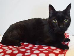 Shelter Stray Male Cat last seen GREENHOLME DR/WALERGA RD, 95842, 3839 Bradshaw Rd, Sacramento, CA 95827, USA