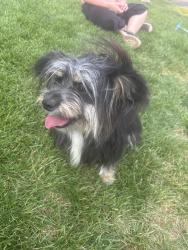 Found/Stray Female Dog last seen Near and schiol, Yakima, WA 98901