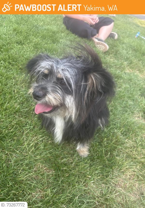 Found/Stray Female Dog last seen Near and schiol, Yakima, WA 98901
