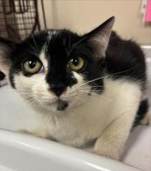 Shelter Stray Female Cat last seen F ST/ THIRD ST,95632, 3839 Bradshaw Rd, Sacramento, CA 95827, USA