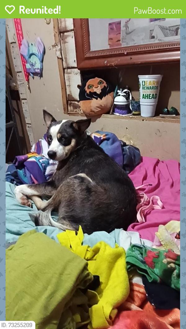 Reunited Male Dog last seen Adams avenue, Cedartown, GA 30125