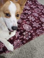 Found/Stray Male Dog last seen In the neighborhood, Lawrenceville, GA 30044