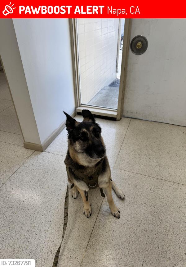 Lost Male Dog last seen Near Kansas and Wilkins, Napa, CA 94559