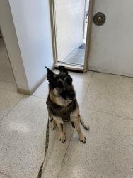 Lost Male Dog last seen Near Kansas and Wilkins, Napa, CA 94559