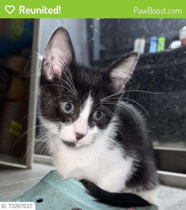 Reunited Female Cat last seen Barringer lane and Galveston highway 3, Houston, TX 77062