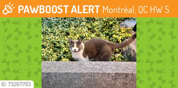 Found/Stray Female Cat last seen Catholic Church on Ontario Street, Montréal, QC H1W 2S1