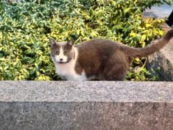 Found/Stray Female Cat last seen Catholic Church on Ontario Street, Montréal, QC H1W 2S1